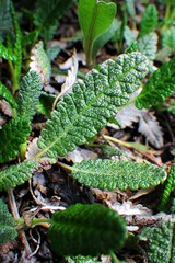 Dryas hookeriana