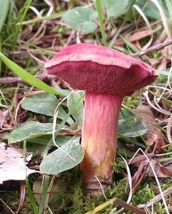 Chalciporus rubinellus