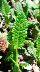 Dryas hookeriana