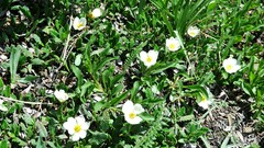 Dryas hookeriana