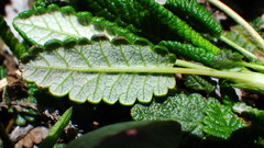 Dryas hookeriana