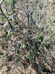 Condalia correllii