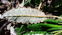 Dryas hookeriana