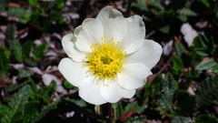 Dryas hookeriana