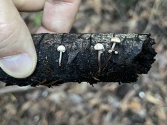 Mycetinis copelandii