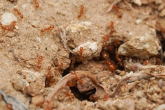Solenopsis aurea