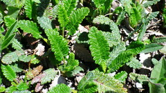 Dryas hookeriana