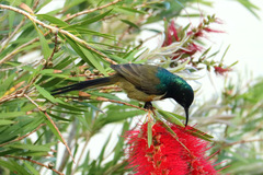 Anthobaphes violacea