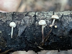 Mycetinis copelandii