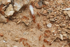 Solenopsis aurea