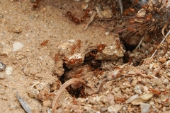 Solenopsis aurea