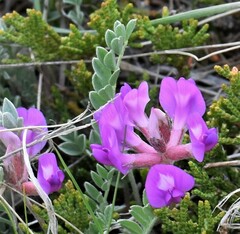 Astragalus missouriensis