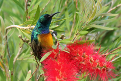 Anthobaphes violacea