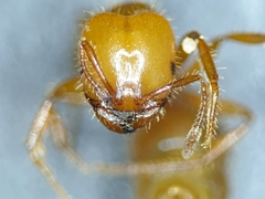 Solenopsis aurea