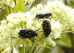 Eupoecila australasiae