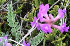 Astragalus missouriensis