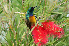 Anthobaphes violacea