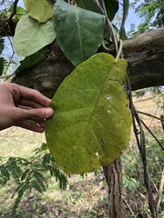 Malvales