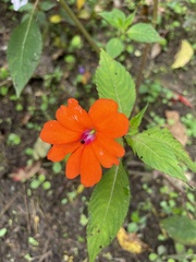 Impatiens hawkeri