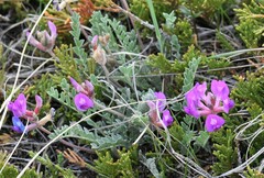 Astragalus missouriensis
