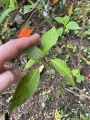 Impatiens hawkeri