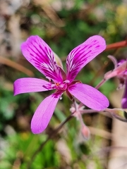 Pelargonium rodneyanum