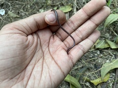 Indotyphlops braminus