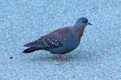 Columba guinea phaeonota