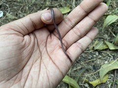 Indotyphlops braminus