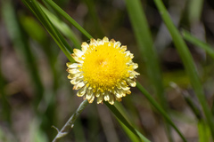 Coronidium scorpioides