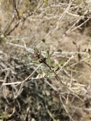 Aloysia