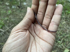 Indotyphlops braminus