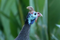 Numida meleagris coronatus