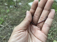 Indotyphlops braminus