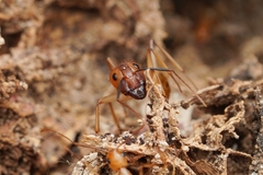 Camponotus festinatus