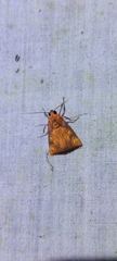 Melese flavimaculata image