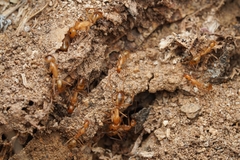 Camponotus festinatus