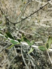 Aloysia