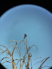 Falco columbarius suckleyi