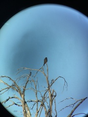 Falco columbarius suckleyi