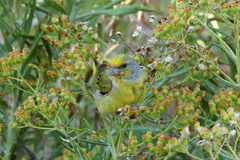 Serinus canicollis