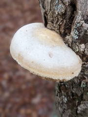 Pseudospongipellis unicolor