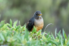 Turdus olivaceus olivaceus