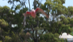 Eolophus roseicapilla albiceps