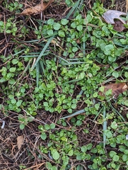 Stellaria media