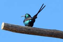 Nectarinia famosa famosa