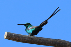 Nectarinia famosa famosa