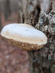 Pseudospongipellis unicolor