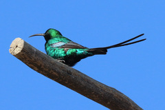 Nectarinia famosa famosa