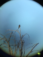Falco columbarius suckleyi